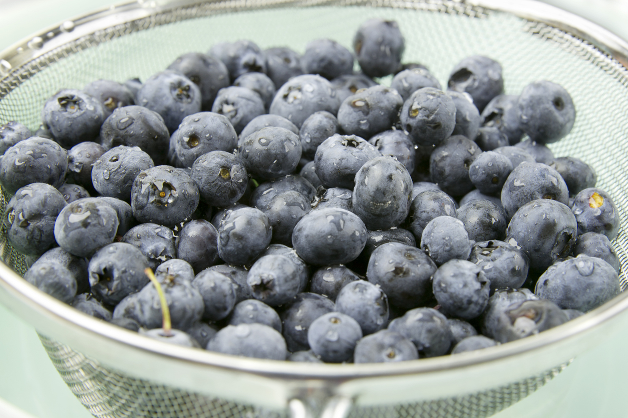 Freshly picked blueberries in strainer just after washing. Drops of water still on berries.